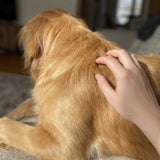 Shiny, Soft Coat