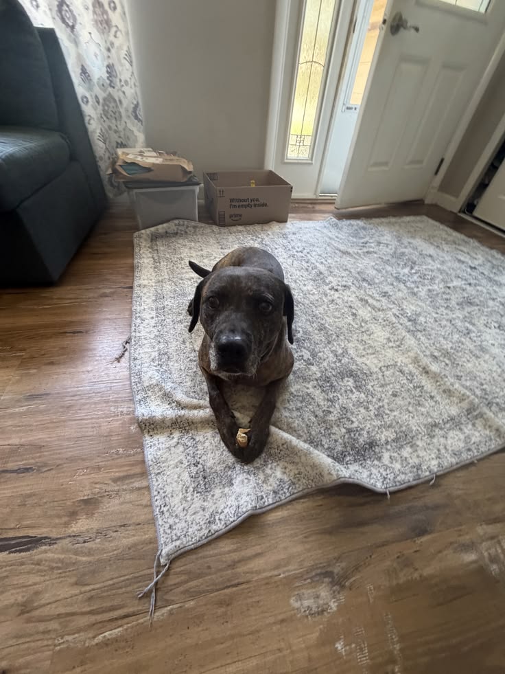 Carpets & Rugs